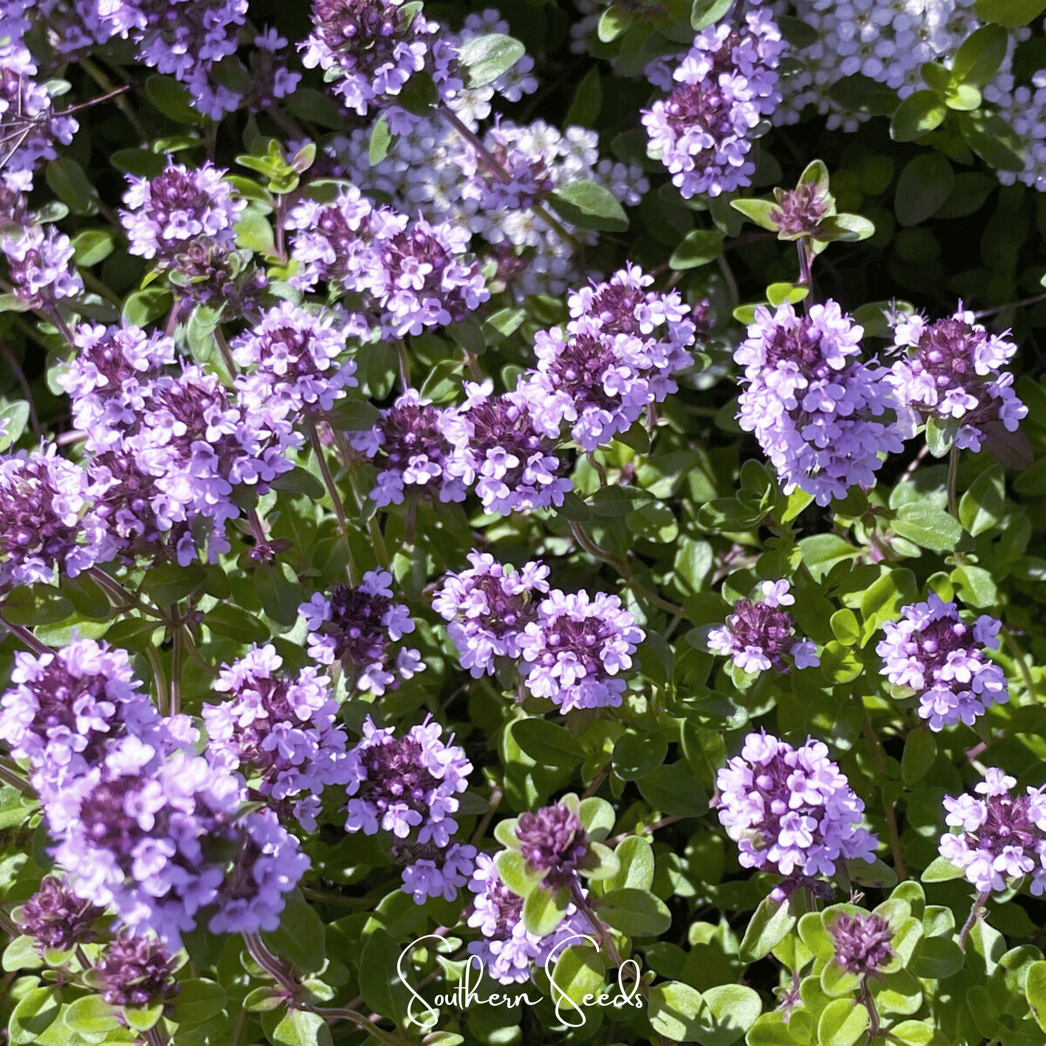 Lemon Thyme – 250 Seeds Southern Seeds
