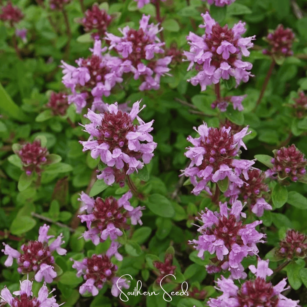 Lemon Thyme – 250 Seeds Southern Seeds