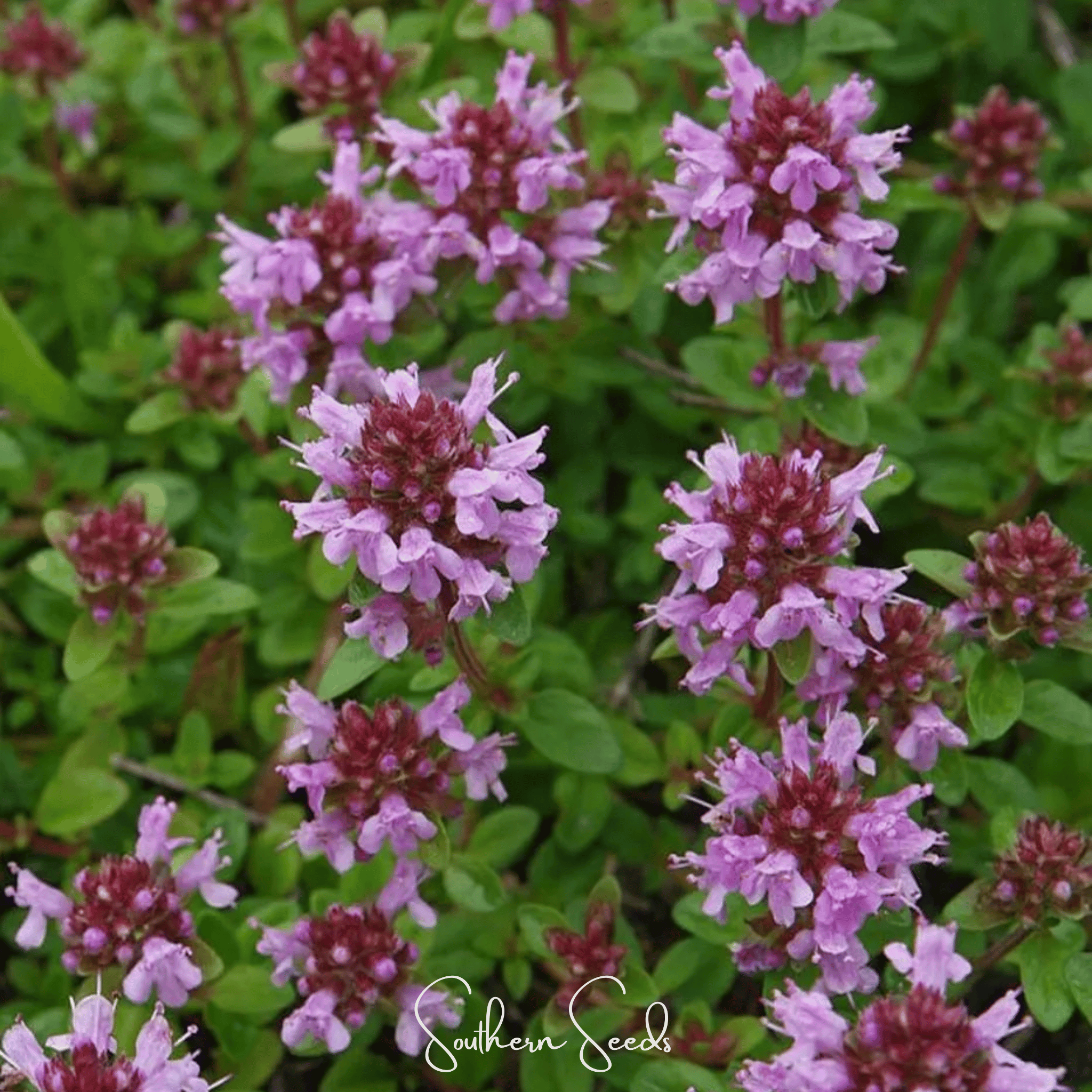Lemon Thyme – 250 Seeds Southern Seeds