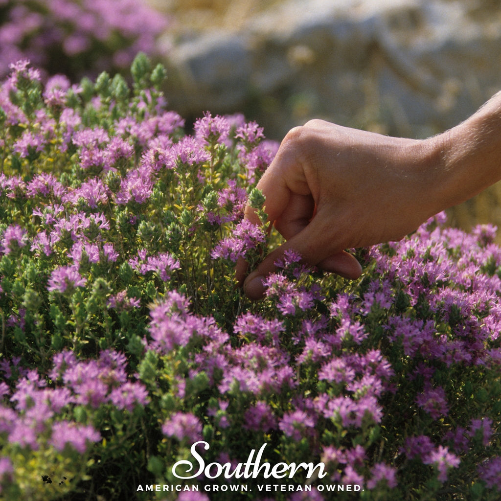 Wild Thyme – 250 Seeds Southern Seeds