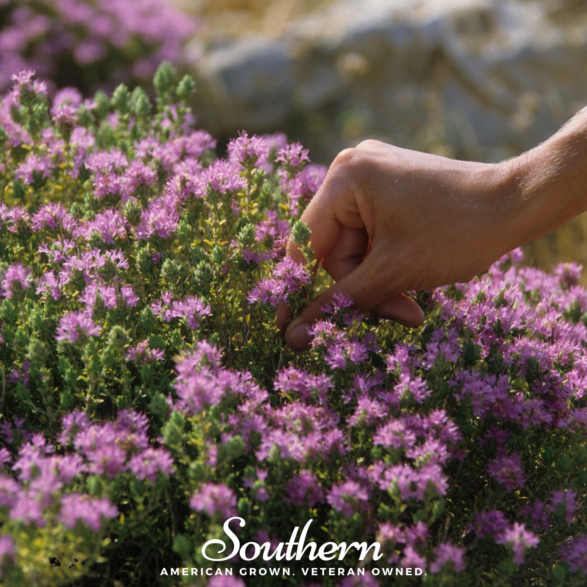 Wild Thyme – 250 Seeds Southern Seeds
