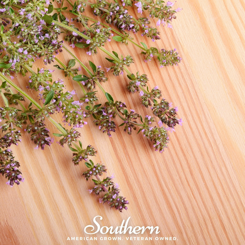 Wild Thyme – 250 Seeds Southern Seeds