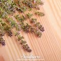 Wild Thyme – 250 Seeds Southern Seeds