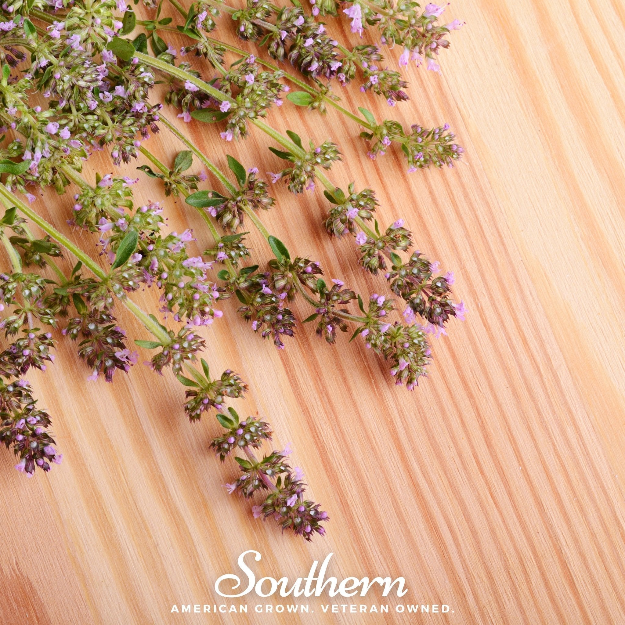 Wild Thyme – 250 Seeds Southern Seeds