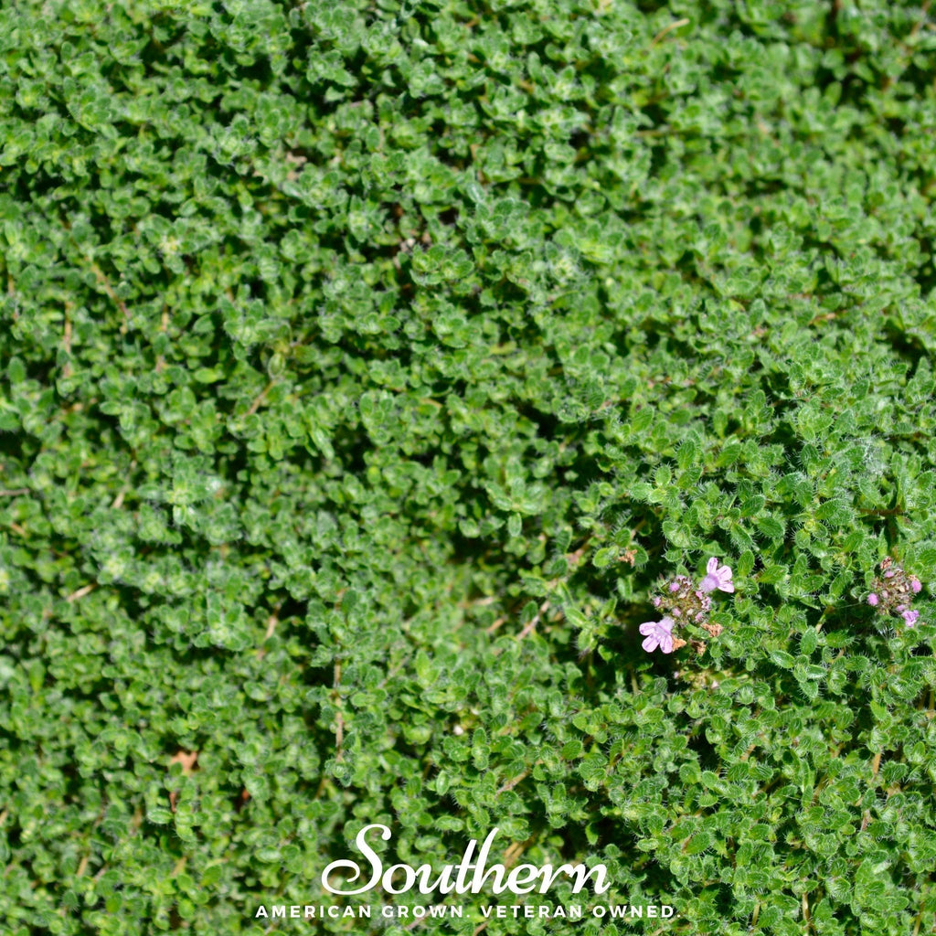 Wild Thyme – 250 Seeds Southern Seeds