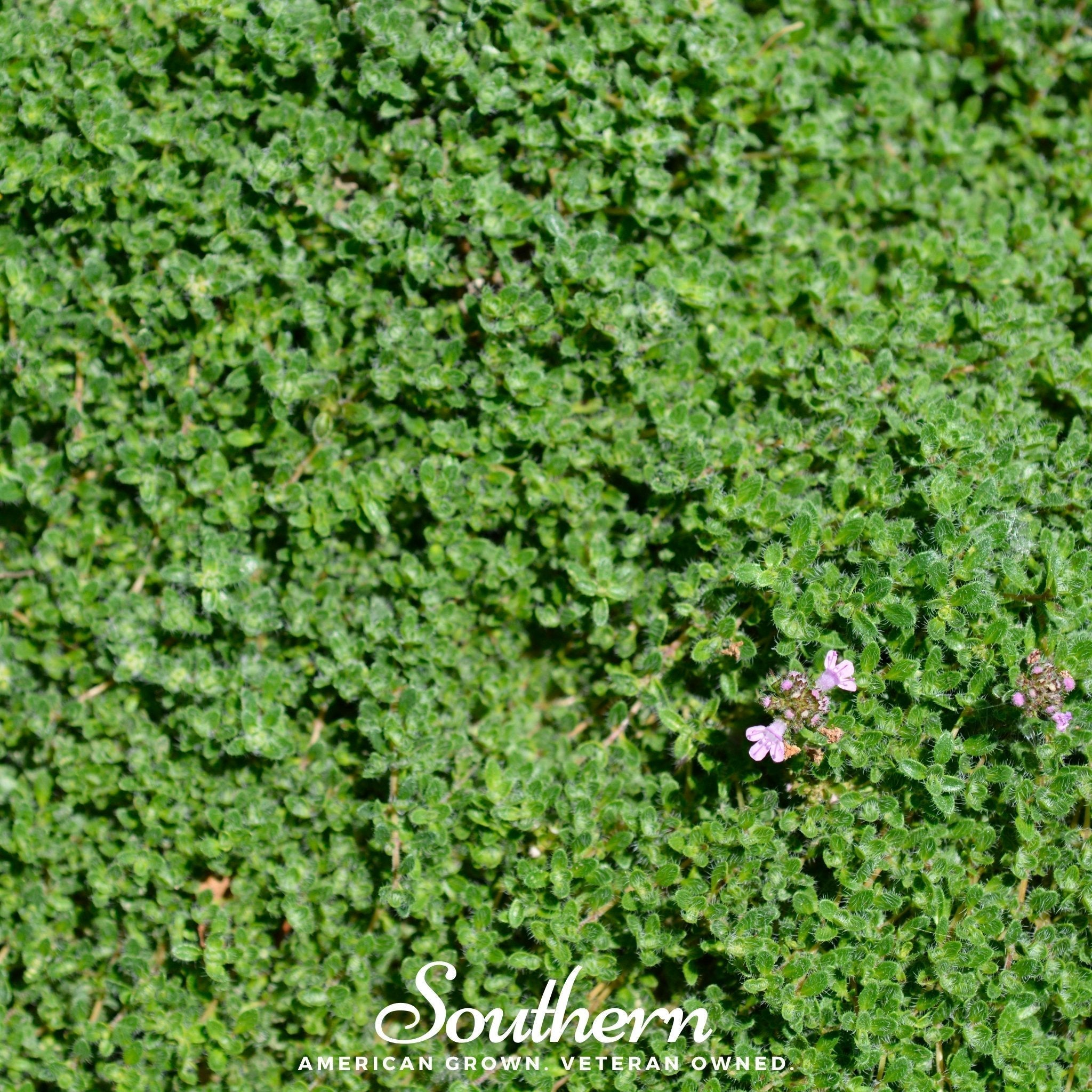 Wild Thyme – 250 Seeds Southern Seeds