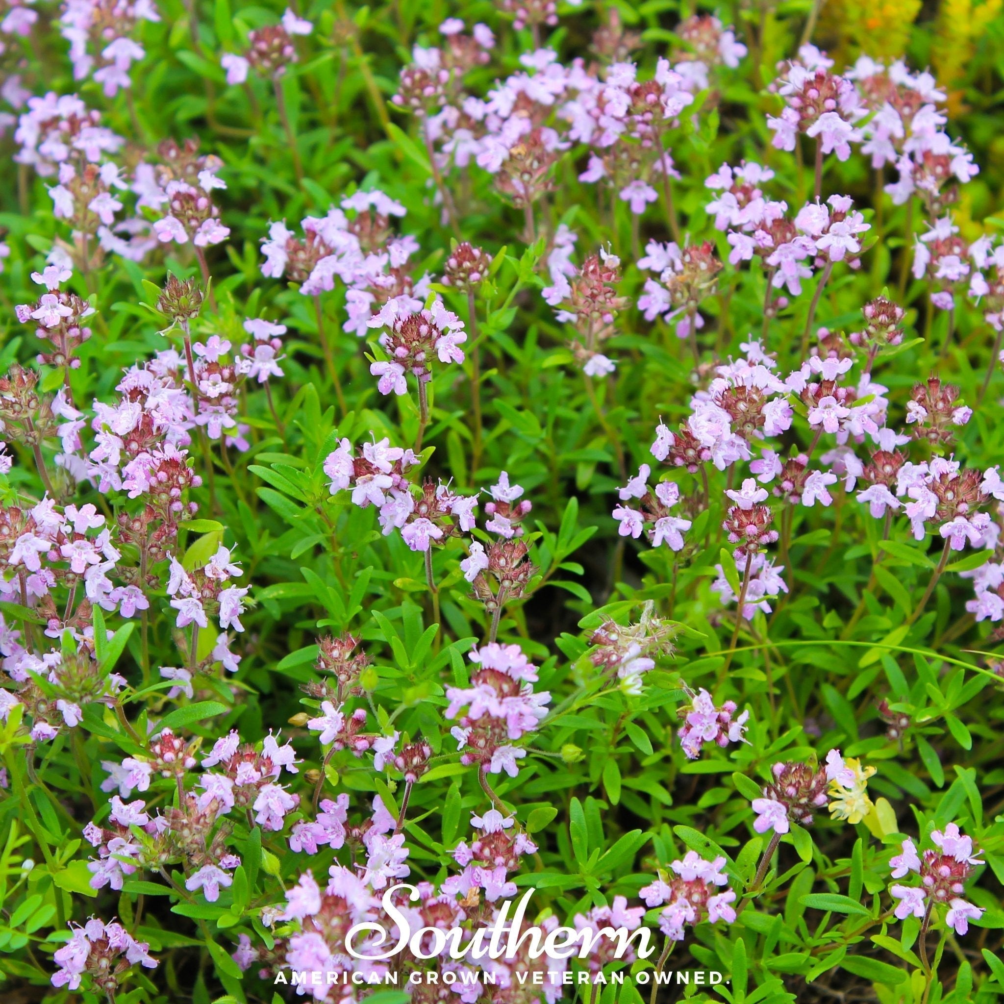 Wild Thyme – 250 Seeds Southern Seeds