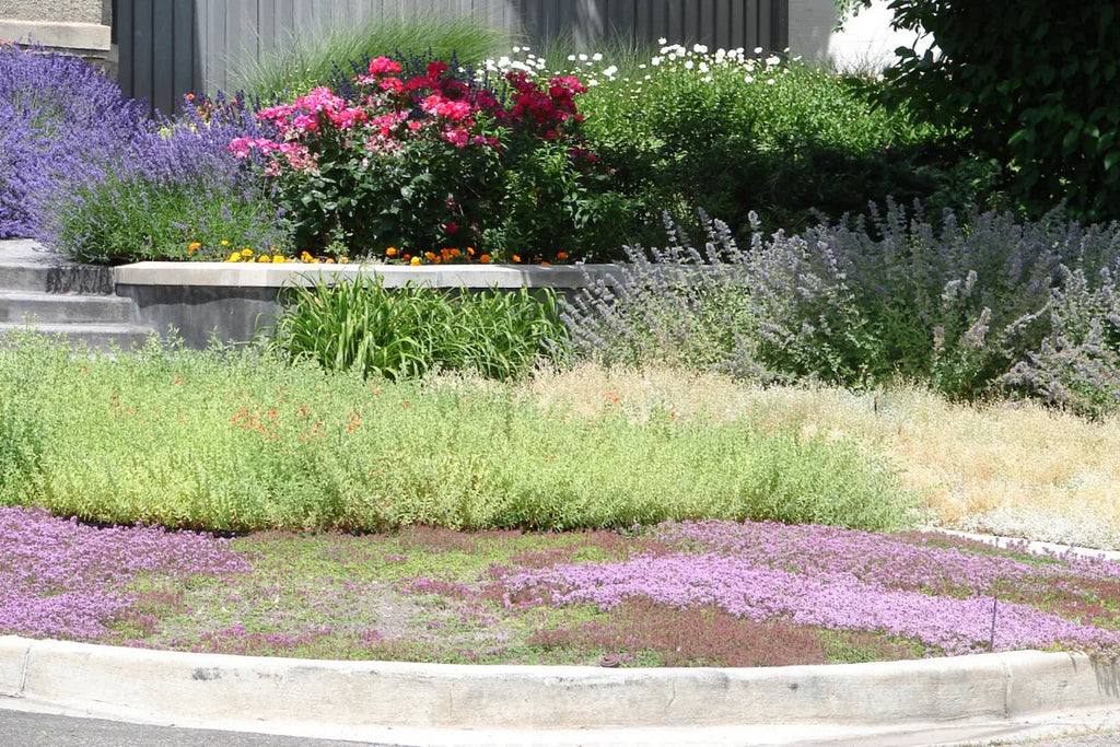 Thyme for a Change - Red Creeping Thyme Seed Earthwise Seed