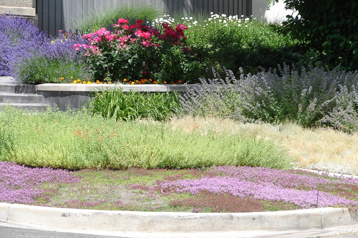 Thyme for a Change - Red Creeping Thyme Seed Earthwise Seed