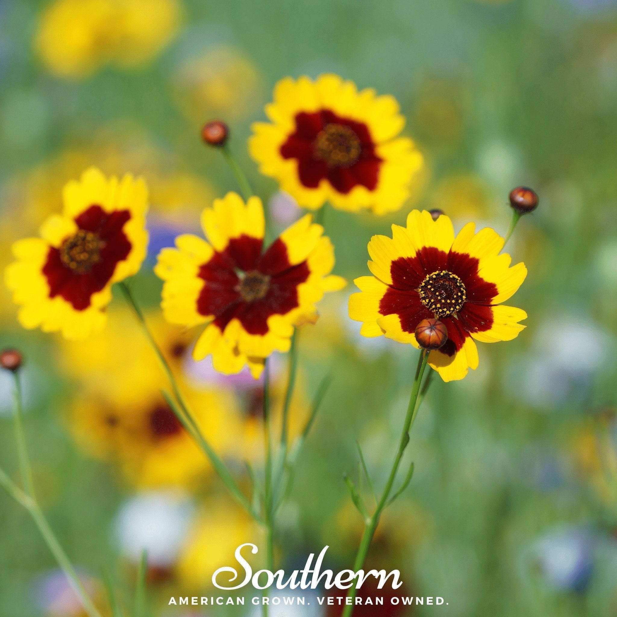 Golden Wave Tickseed – 100 Seeds Southern Seeds