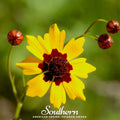 Golden Wave Tickseed – 100 Seeds Southern Seeds
