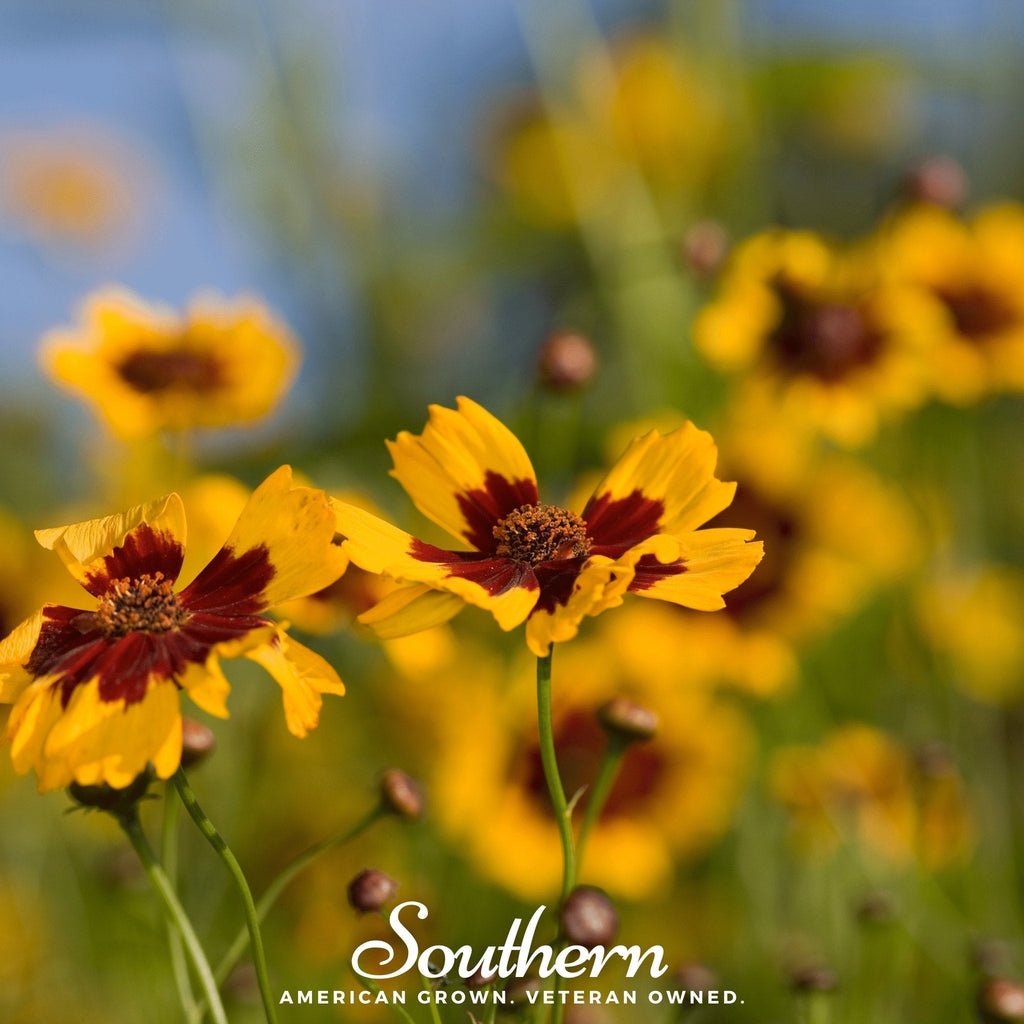 Golden Wave Tickseed – 100 Seeds Southern Seeds