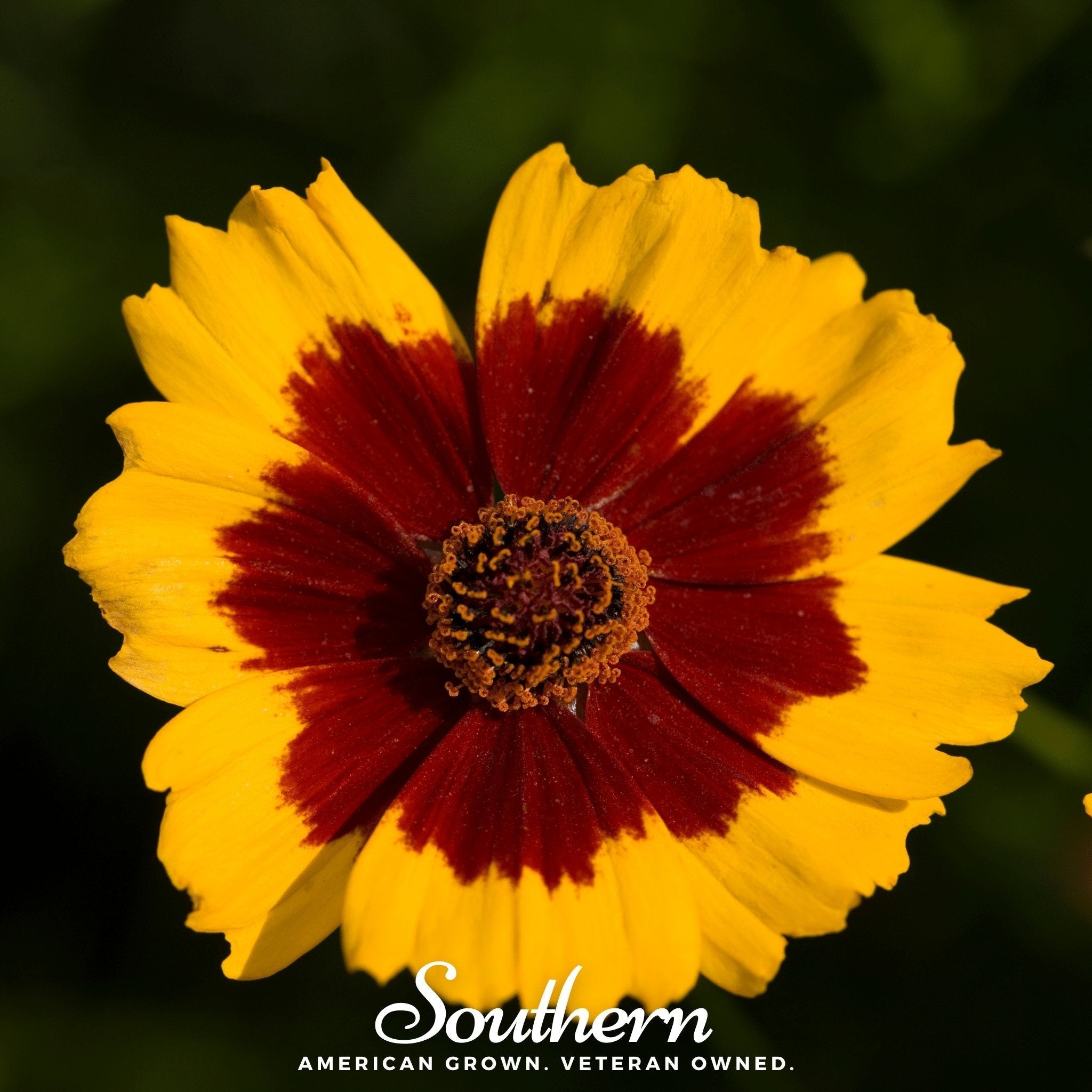 Golden Wave Tickseed – 100 Seeds Southern Seeds