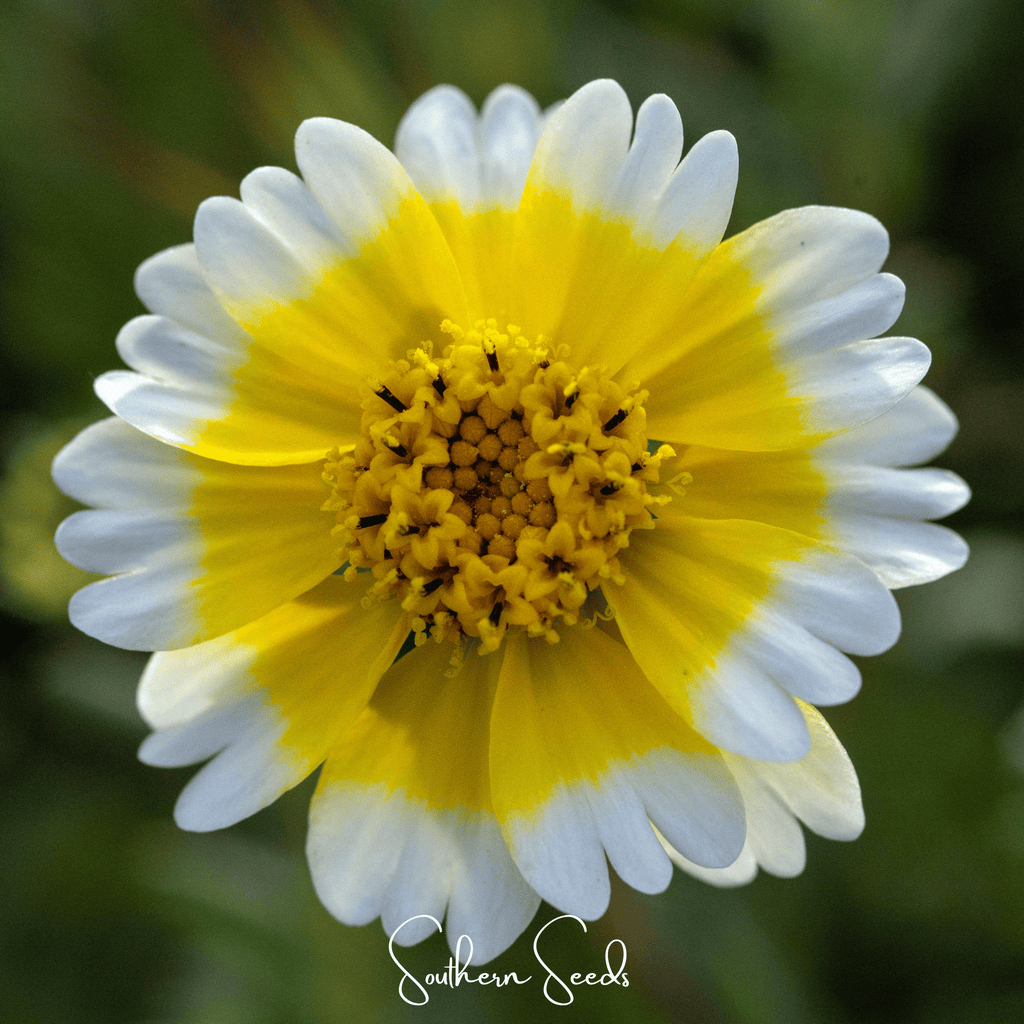 Tidy Tips – 100 Seeds Southern Seeds