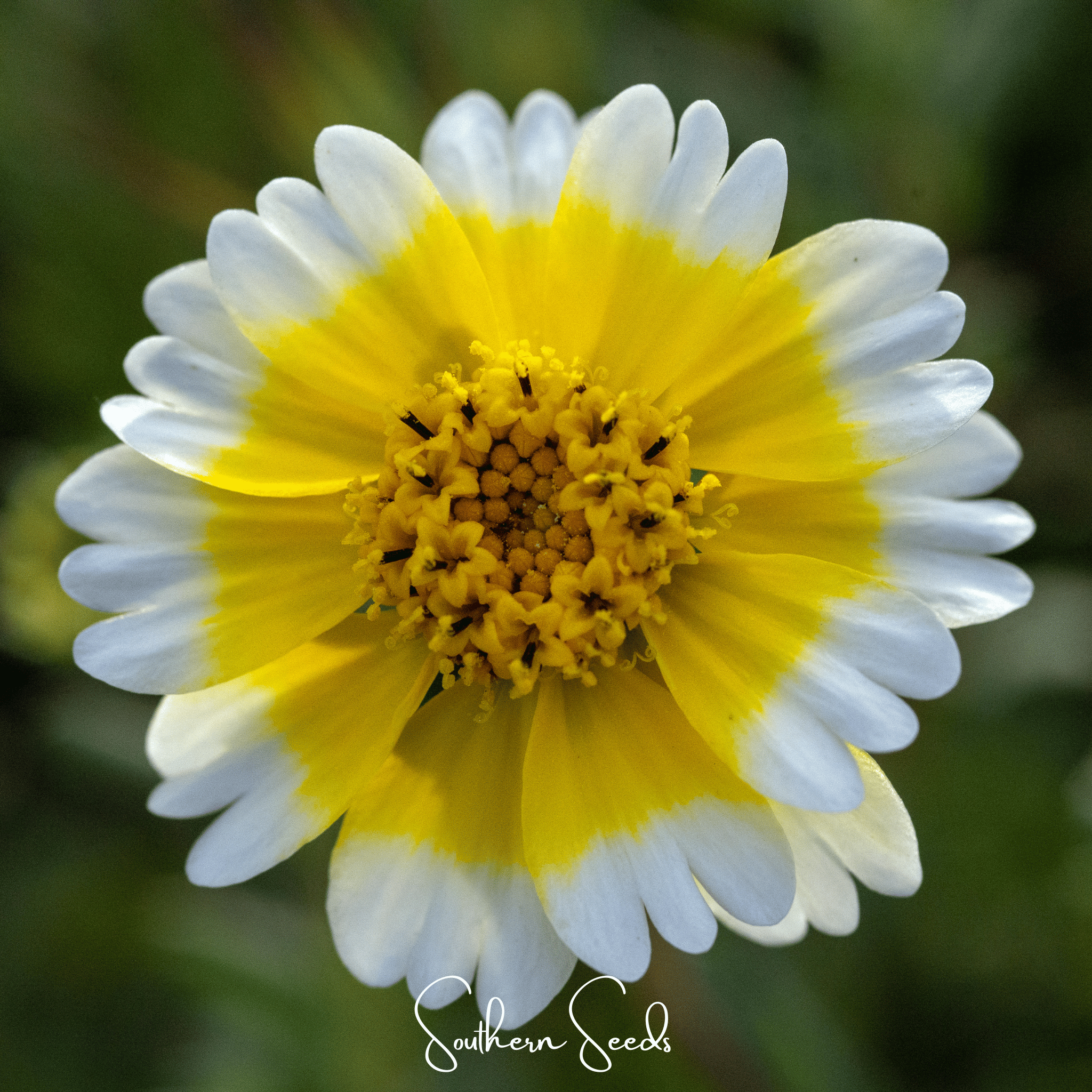 Tidy Tips – 100 Seeds Southern Seeds