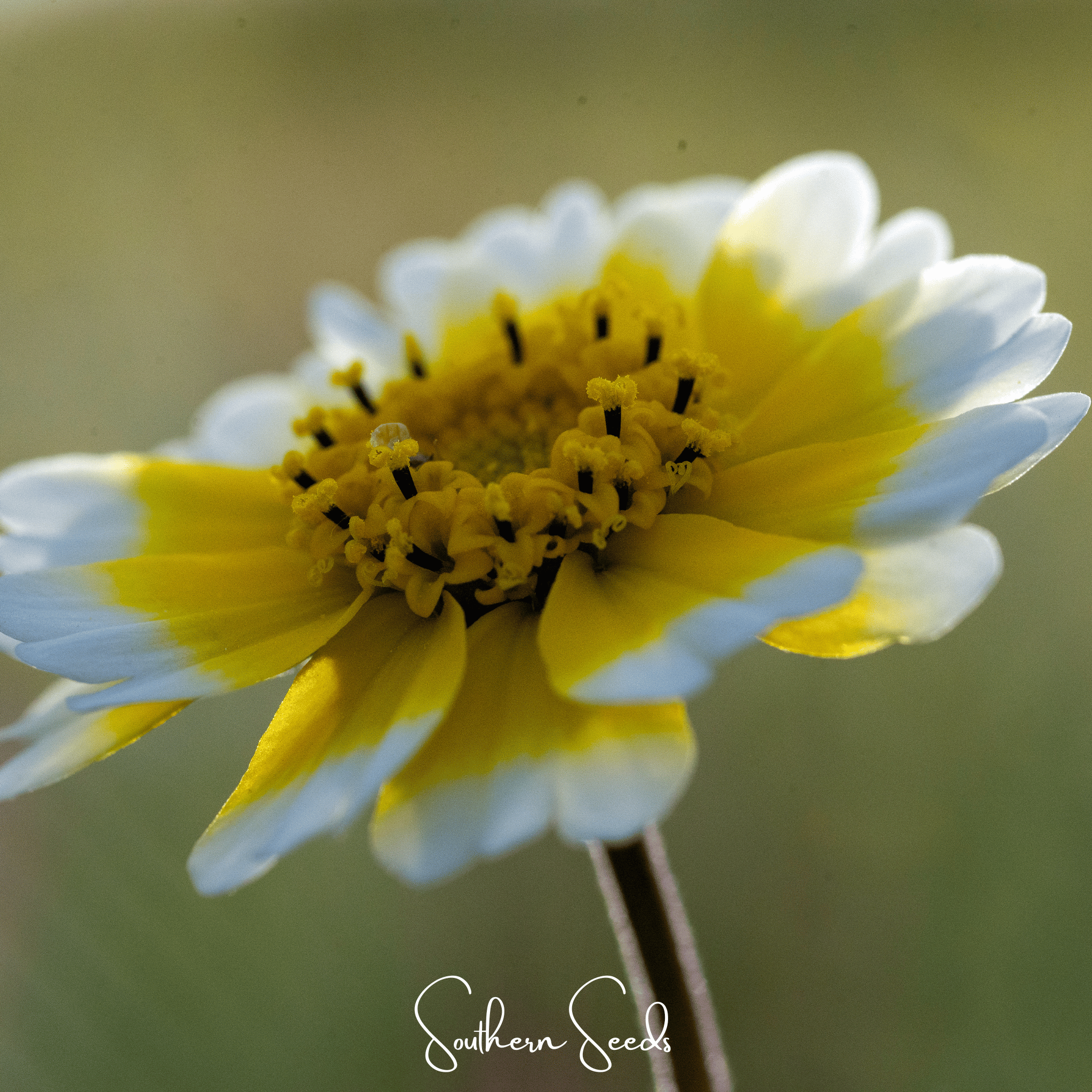 Tidy Tips – 100 Seeds Southern Seeds