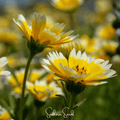 Tidy Tips – 100 Seeds Southern Seeds