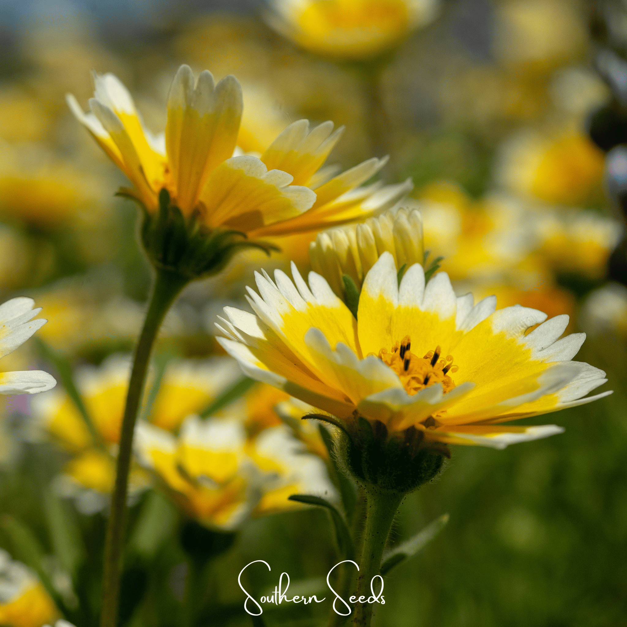Tidy Tips – 100 Seeds Southern Seeds