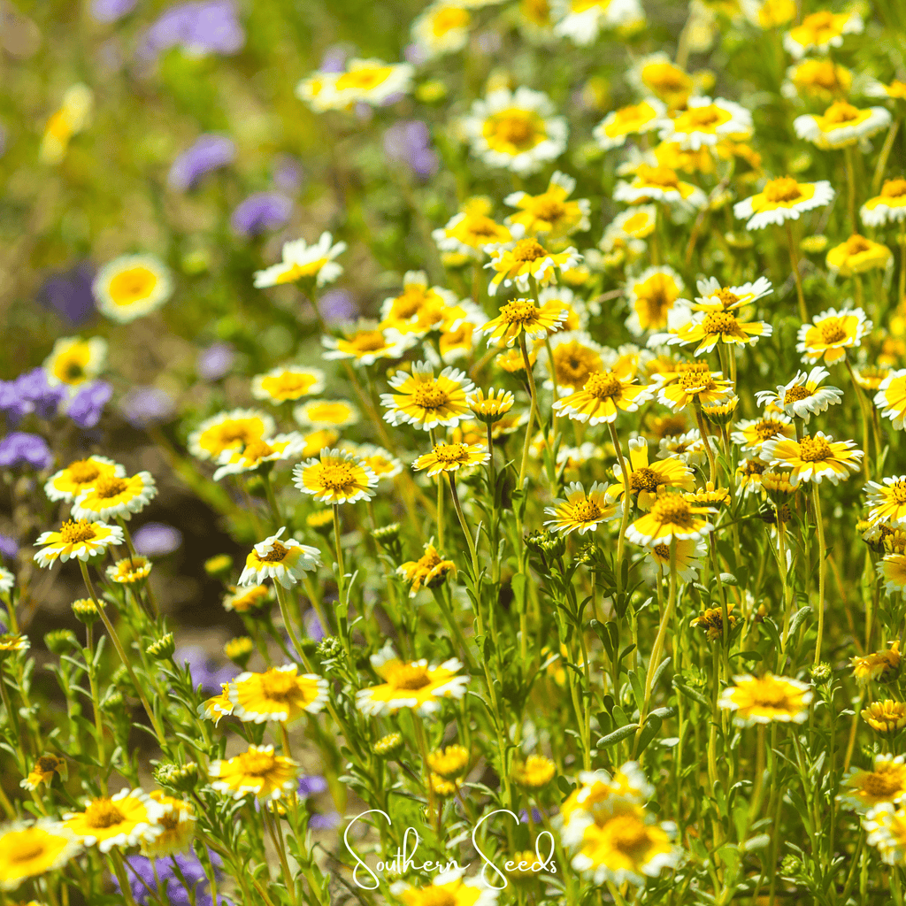 Tidy Tips – 100 Seeds Southern Seeds