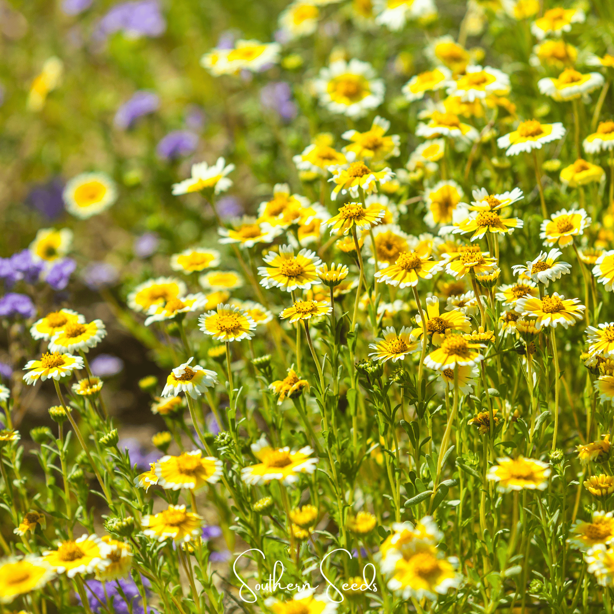 Tidy Tips – 100 Seeds Southern Seeds
