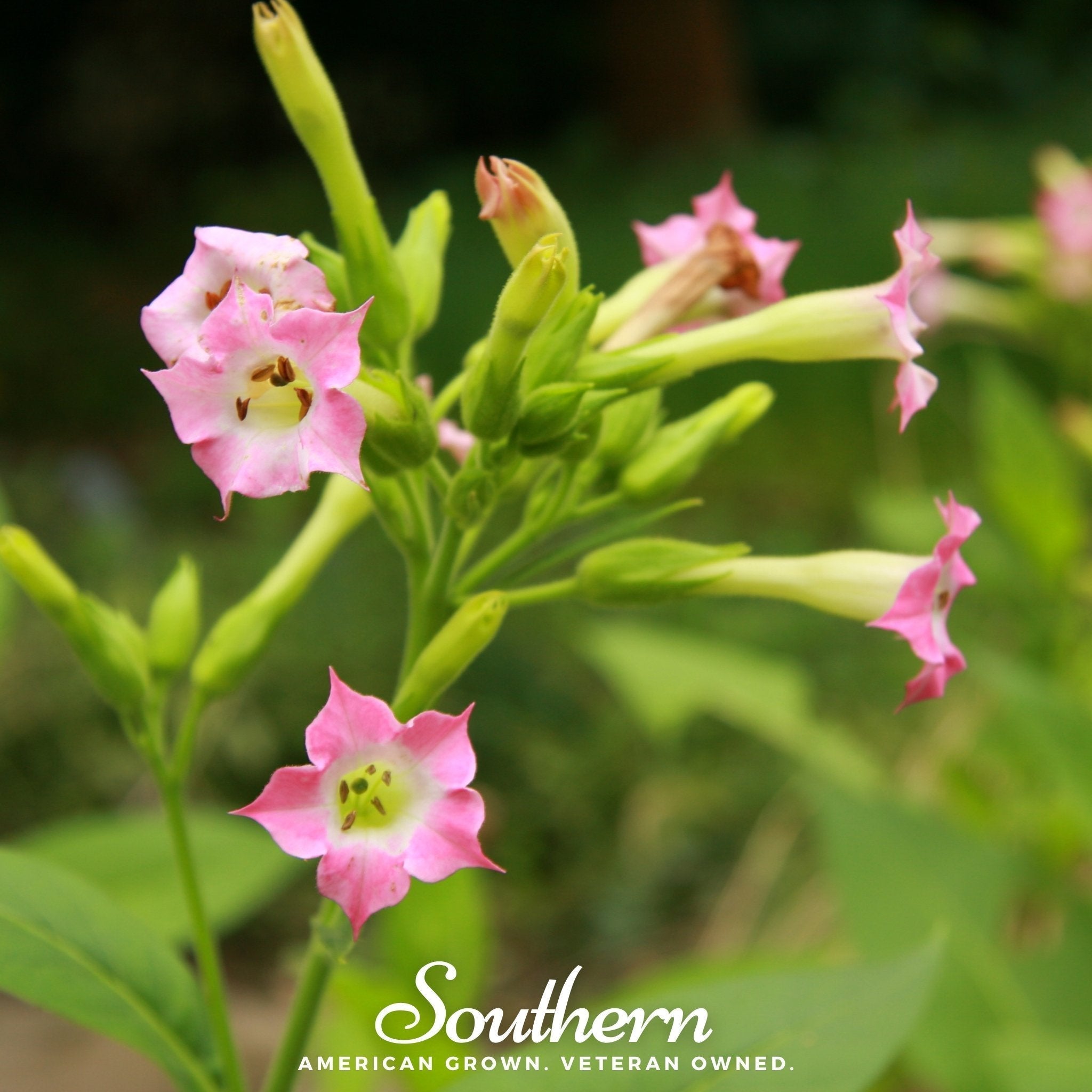 Virginia Gold Tobacco – 500 Seeds Southern Seeds