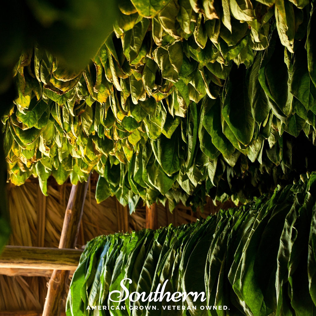 Virginia Gold Tobacco – 500 Seeds Southern Seeds