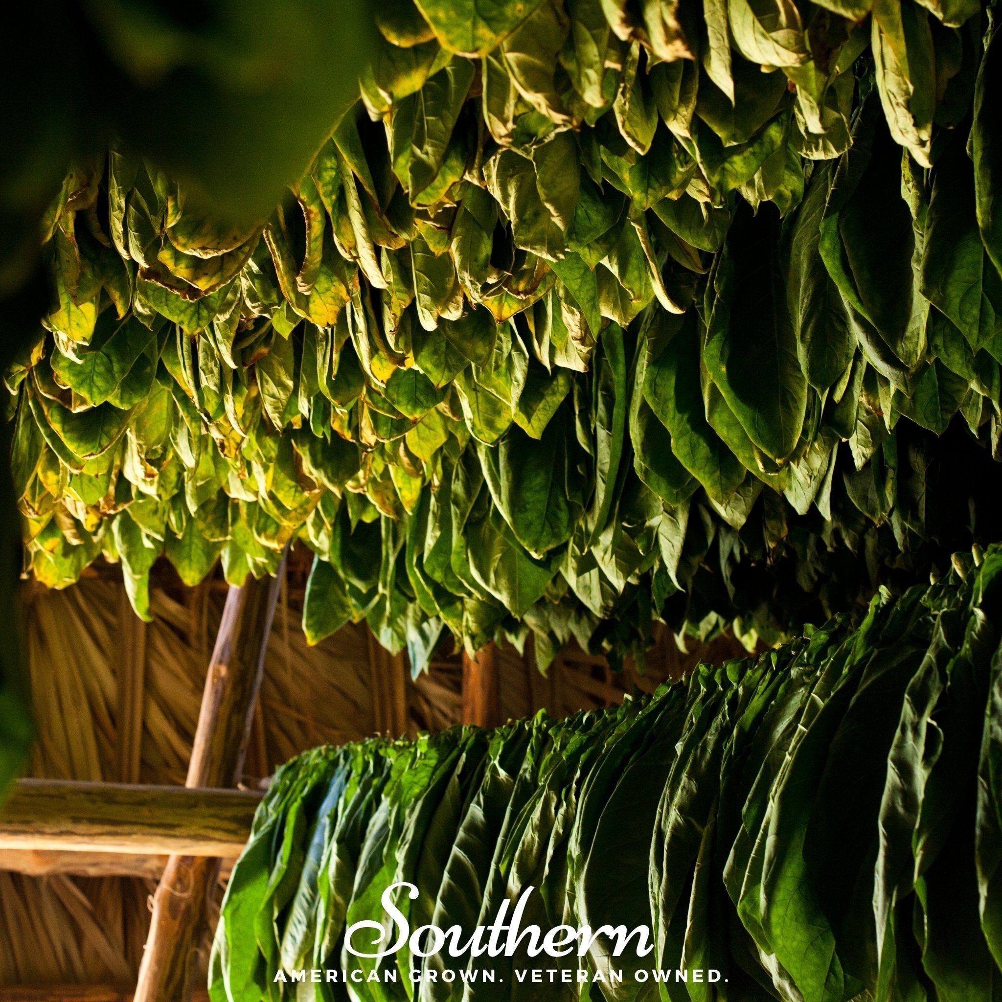 Virginia Gold Tobacco – 500 Seeds Southern Seeds
