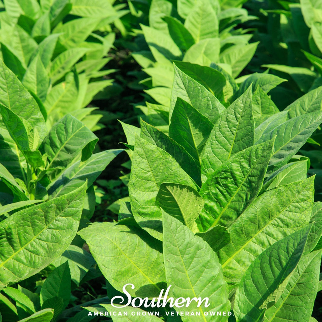 Virginia Gold Tobacco – 500 Seeds Southern Seeds