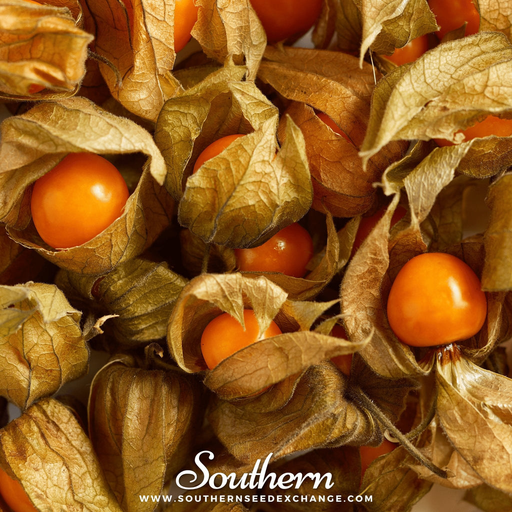 Husk Cherry Tomatillo – 20 Seeds Southern Seeds