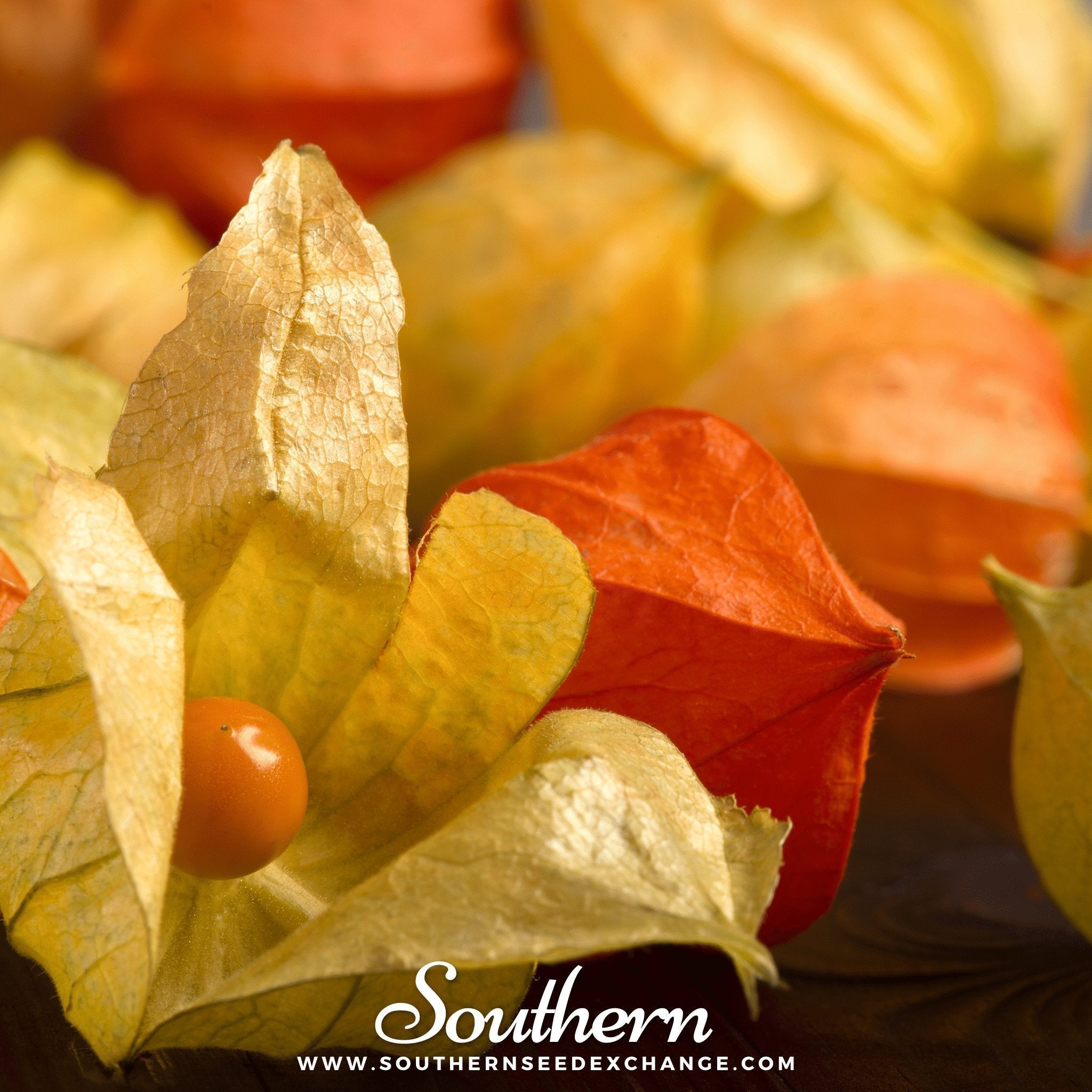 Husk Cherry Tomatillo – 20 Seeds Southern Seeds