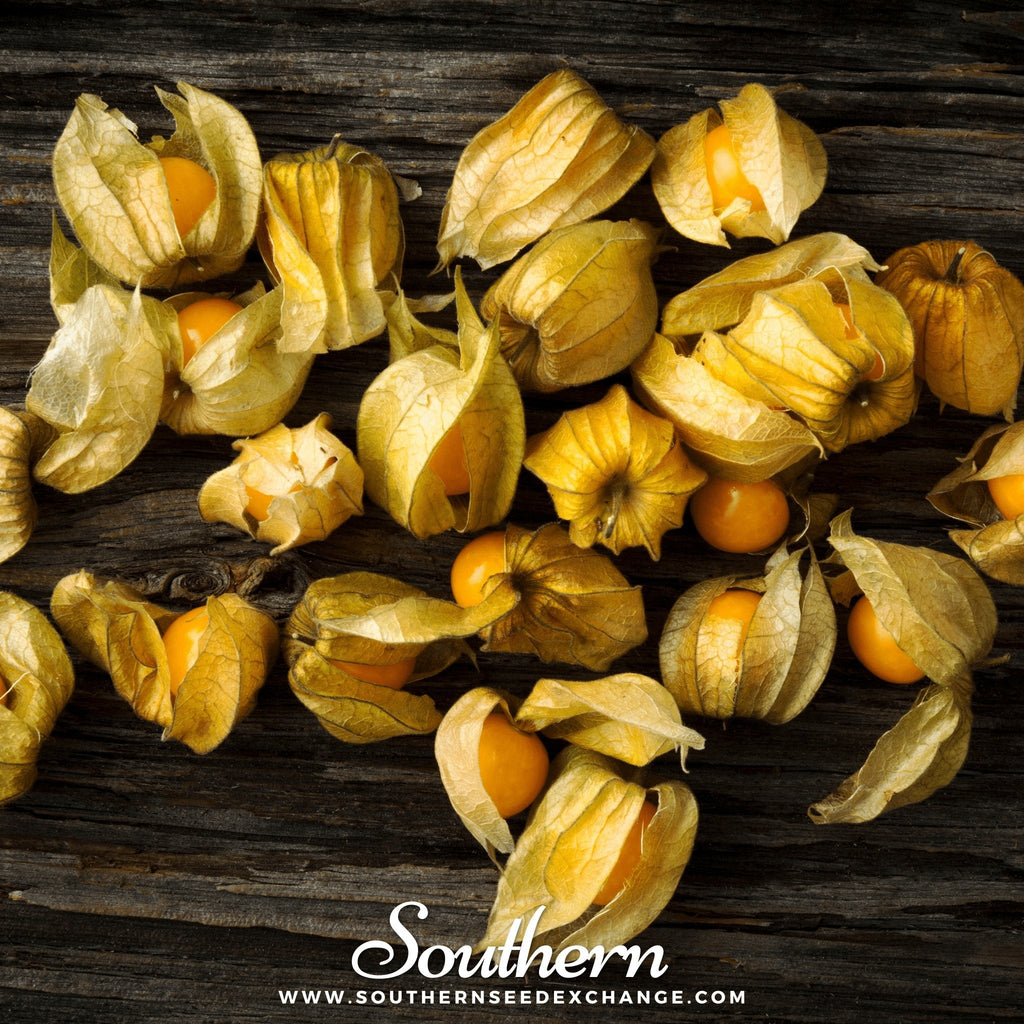 Husk Cherry Tomatillo – 20 Seeds Southern Seeds