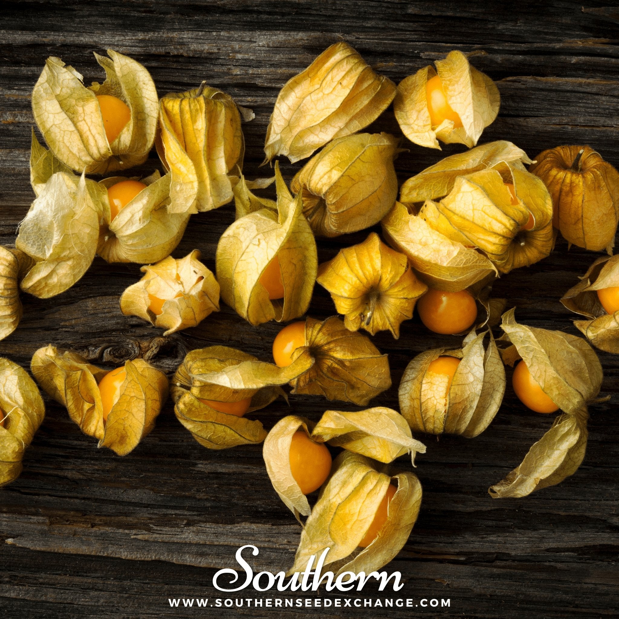 Husk Cherry Tomatillo – 20 Seeds Southern Seeds