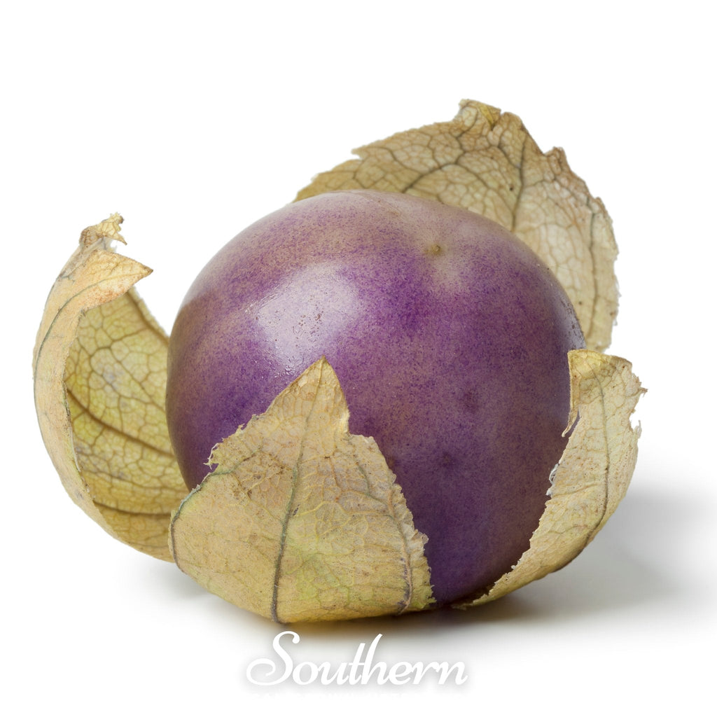 Purple Tomatillo – 30 Seeds Southern Seeds