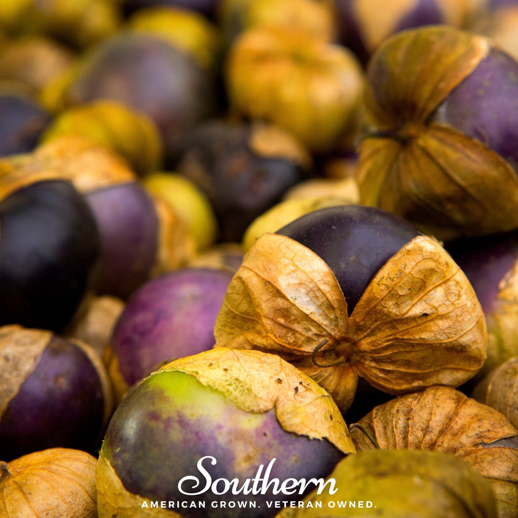 Purple Tomatillo – 30 Seeds Southern Seeds