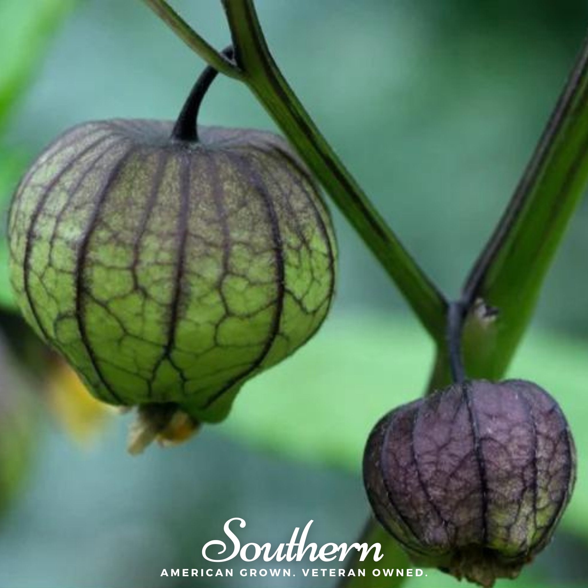 Purple Tomatillo – 30 Seeds Southern Seeds