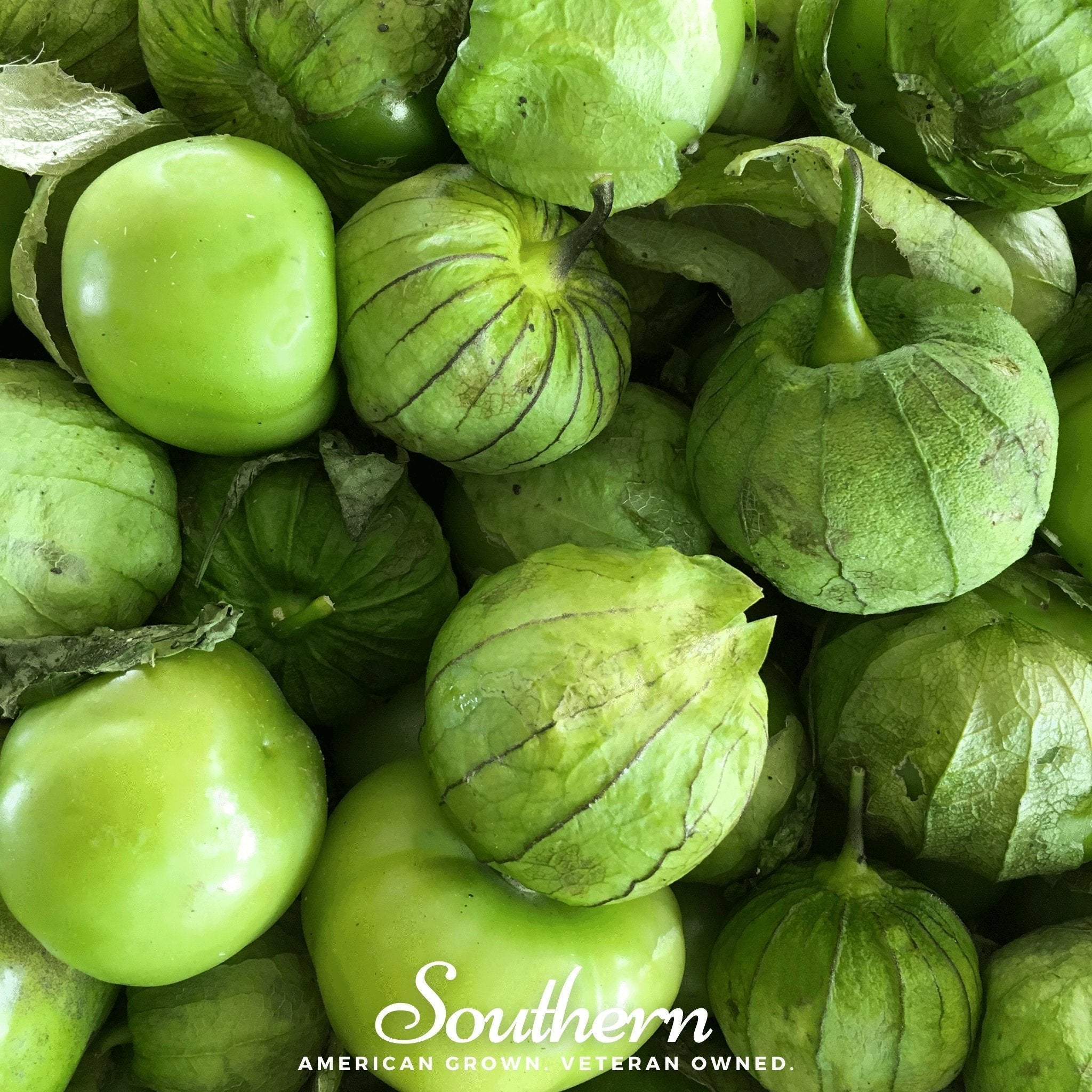 Verde Rio Grande Tomatillo – 50 Seeds Southern Seeds