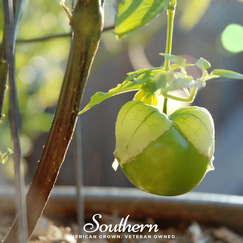 Verde Rio Grande Tomatillo – 50 Seeds Southern Seeds