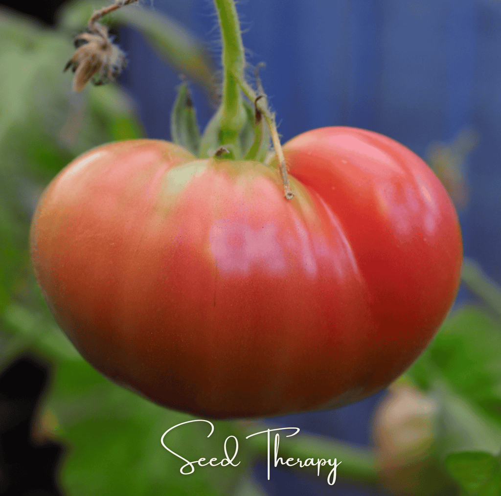 Beefsteak Tomato – 30 Seeds Southern Seeds