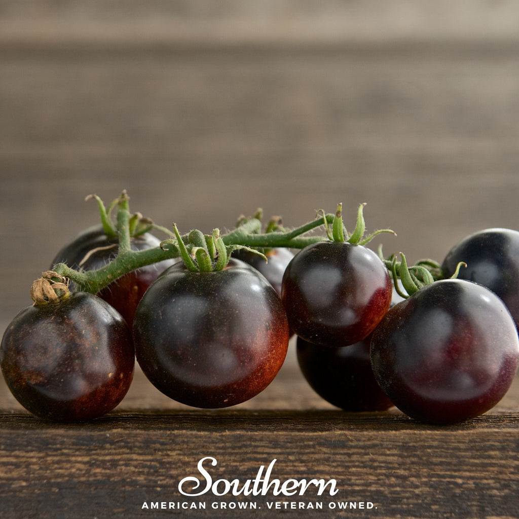 Black Cherry Tomato – 20 Seeds Southern Seeds