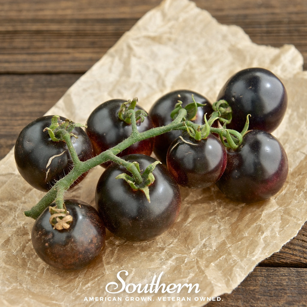 Black Cherry Tomato – 20 Seeds Southern Seeds