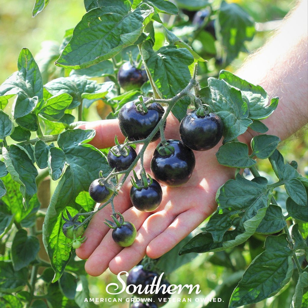 Black Cherry Tomato – 20 Seeds Southern Seeds