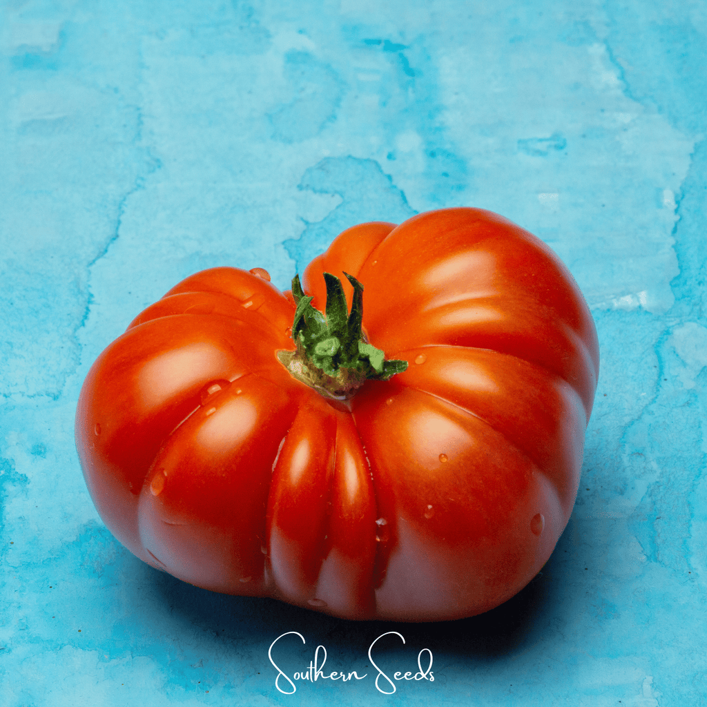 Red Brandywine Tomato –  50 Seeds Southern Seeds