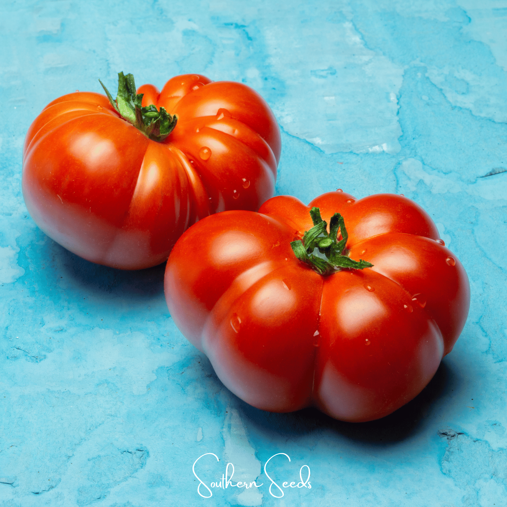 Red Brandywine Tomato –  50 Seeds Southern Seeds