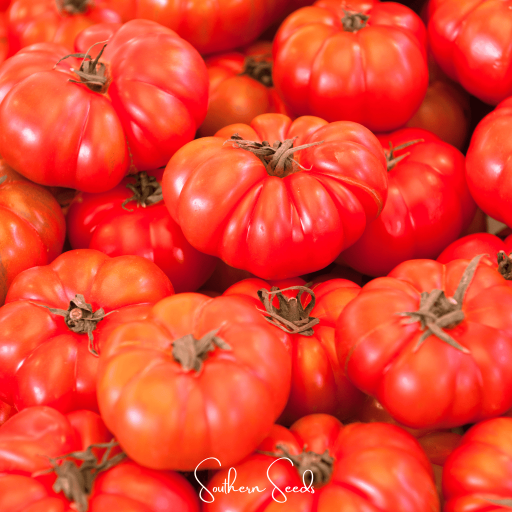 Red Brandywine Tomato –  50 Seeds Southern Seeds