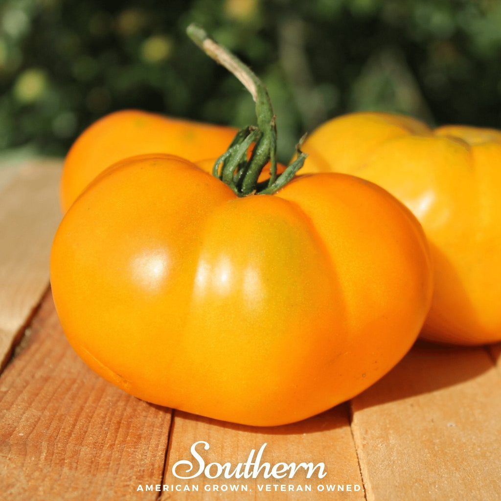 Yellow Brandywine Tomato – 50 Seeds Southern Seeds