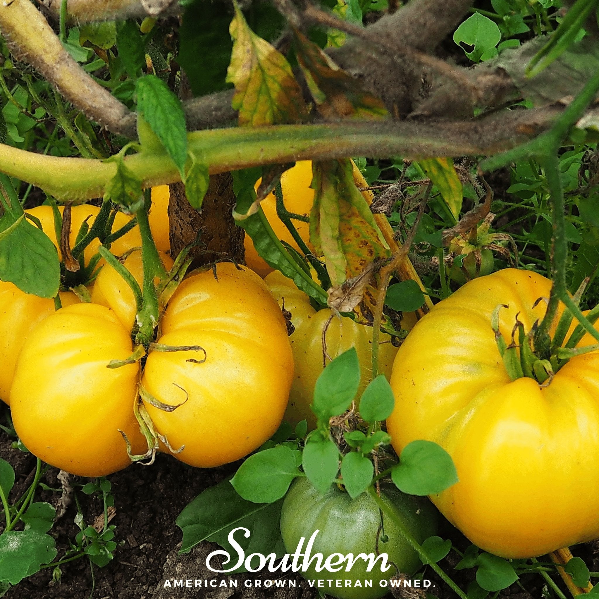 Yellow Brandywine Tomato – 50 Seeds Southern Seeds