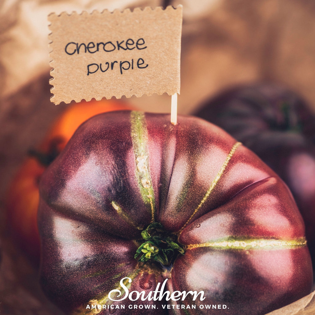 Cherokee Purple Tomato – 50 Seeds Southern Seeds