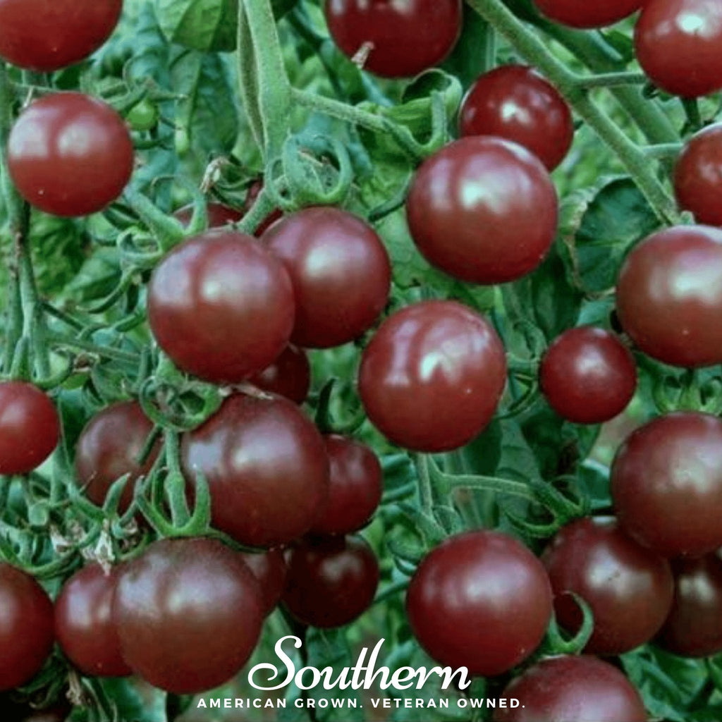 Chocolate Cherry Tomato – 25 Seeds Southern Seeds