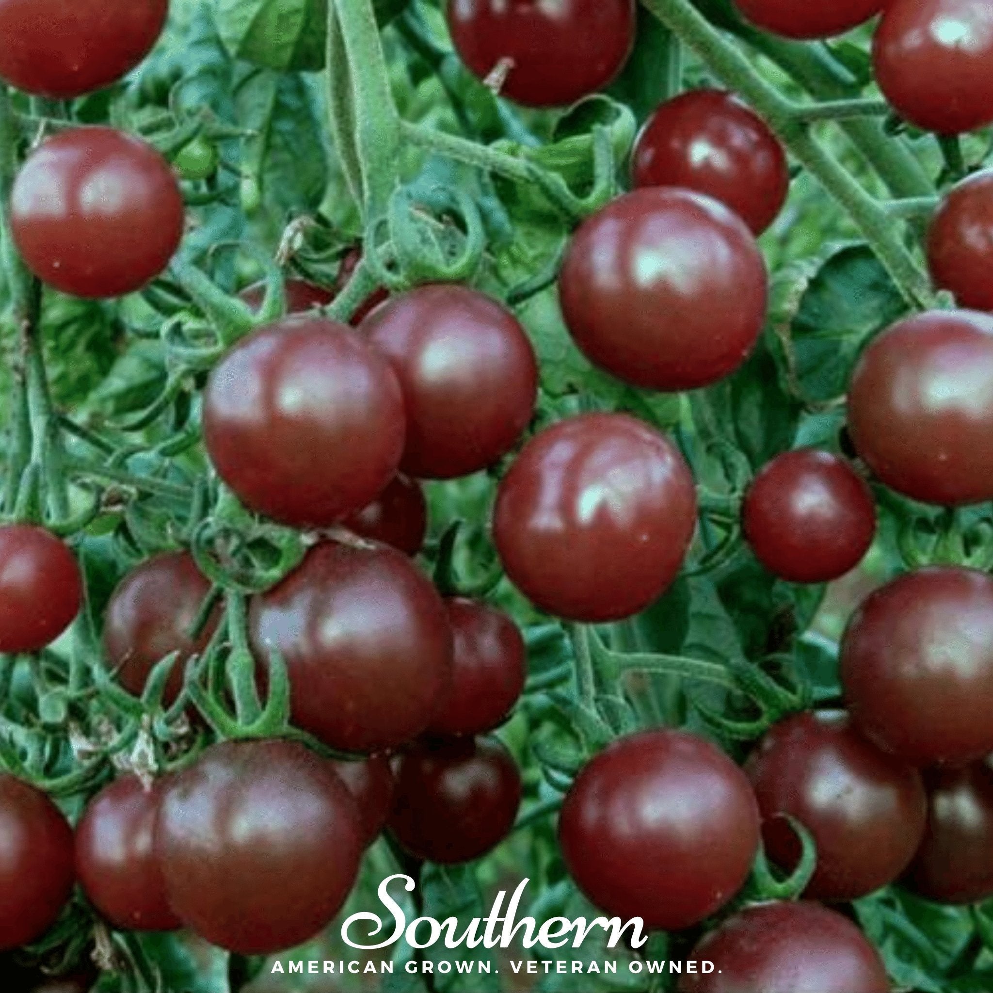 Chocolate Cherry Tomato – 25 Seeds Southern Seeds