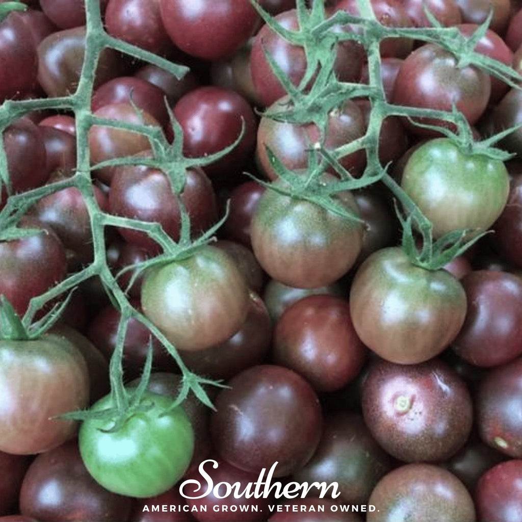 Chocolate Cherry Tomato – 25 Seeds Southern Seeds